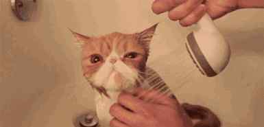给猫洗澡要注意事项 猫咪洗澡注意事项