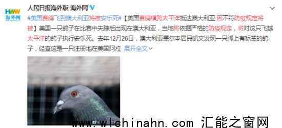 赛鸽横跨太平洋 因防疫规定将被杀 究竟发生了什么