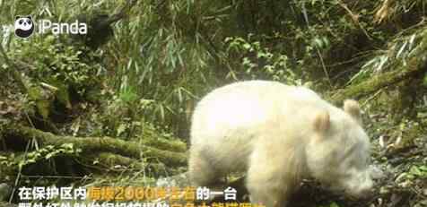 全球唯一白色大熊猫长大变金白色 事情的详情始末是怎么样了！