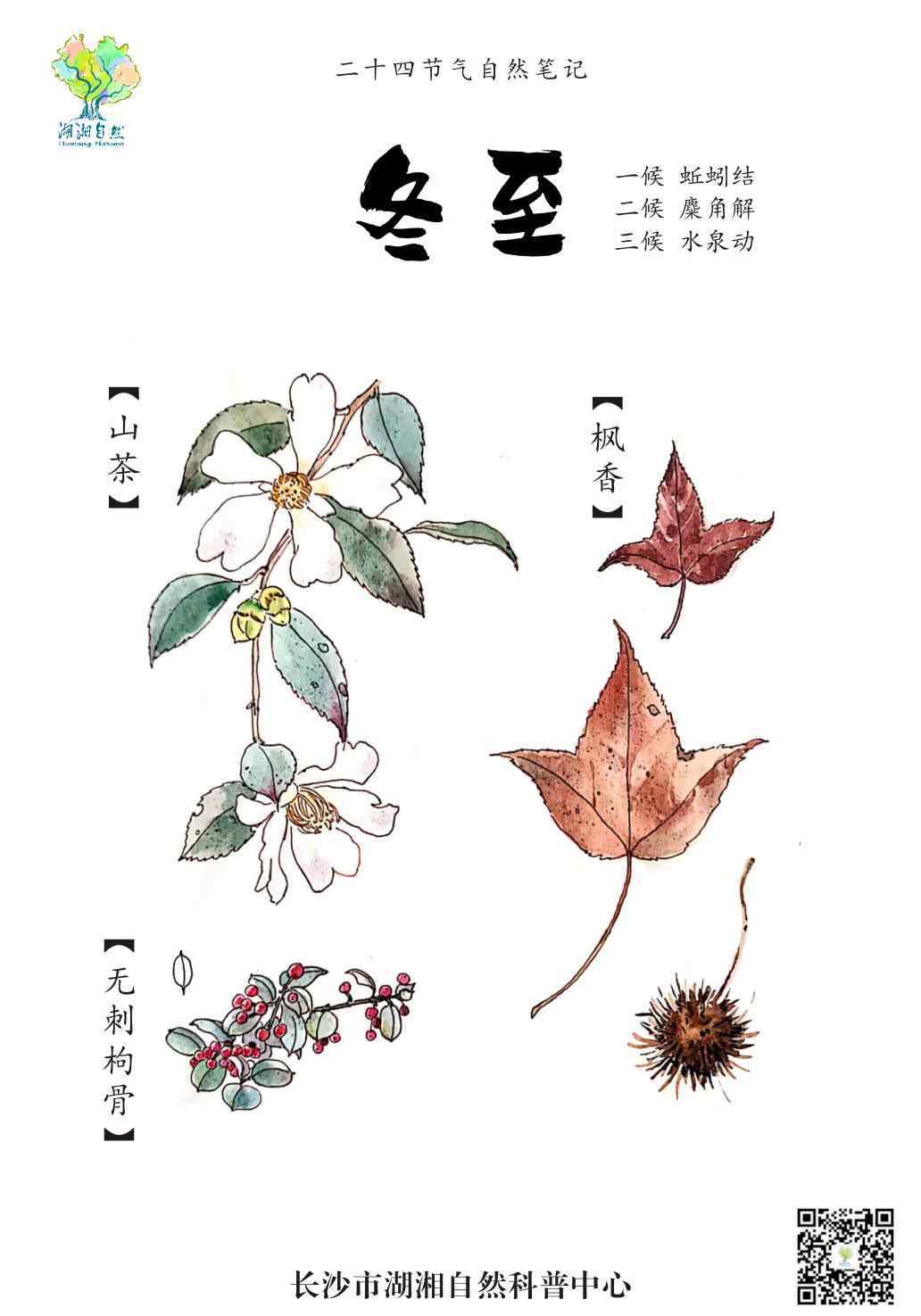 引而不发 湖湘自然笔记·我们的24节气物候记丨冬至 植物们从不在新年立旗，它们静默着引而不发