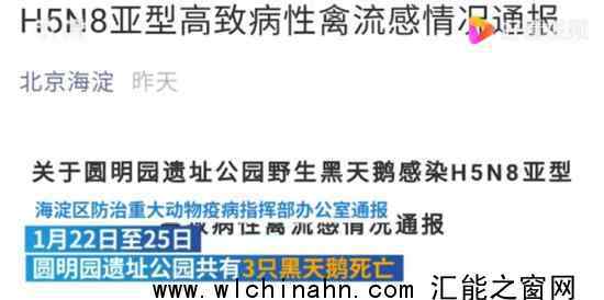 圆明园黑天鹅感染禽流感 海淀通报 具体通报内容是什么