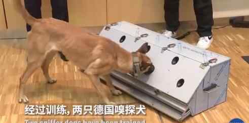 德国称两只嗅探犬能识别新冠患者 是否真实有效？值得推广？