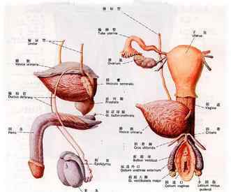 男人生植器 小伙天生男女两套生殖系统 外表为男人生殖器是女人