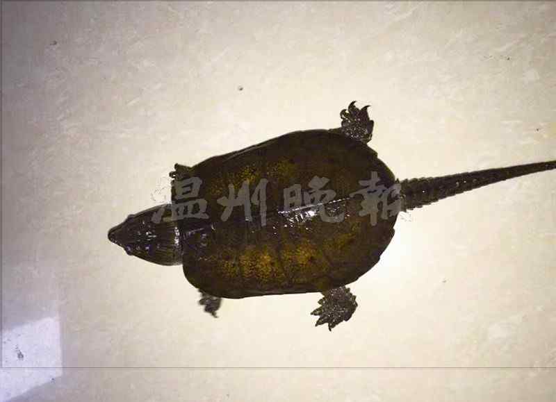 鹰嘴龟 瓯海丽岙惊现鹰嘴龟 据说它还能上树捕鸟