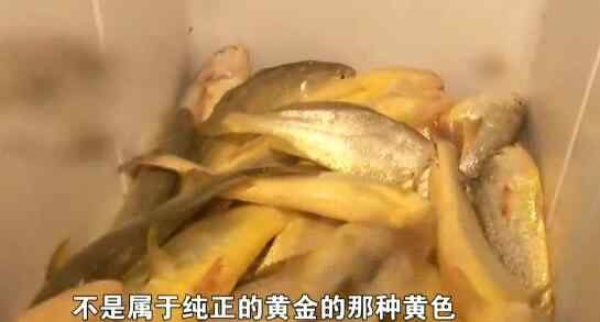 平阳南麂岛 新时代新作为新篇章：平阳南麂岛——一条大黄鱼 游出亿元产业