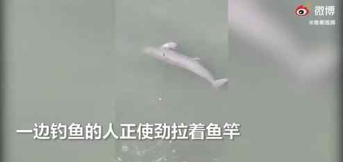 警方通报男子疑似捕杀江豚 对此大家怎么看？