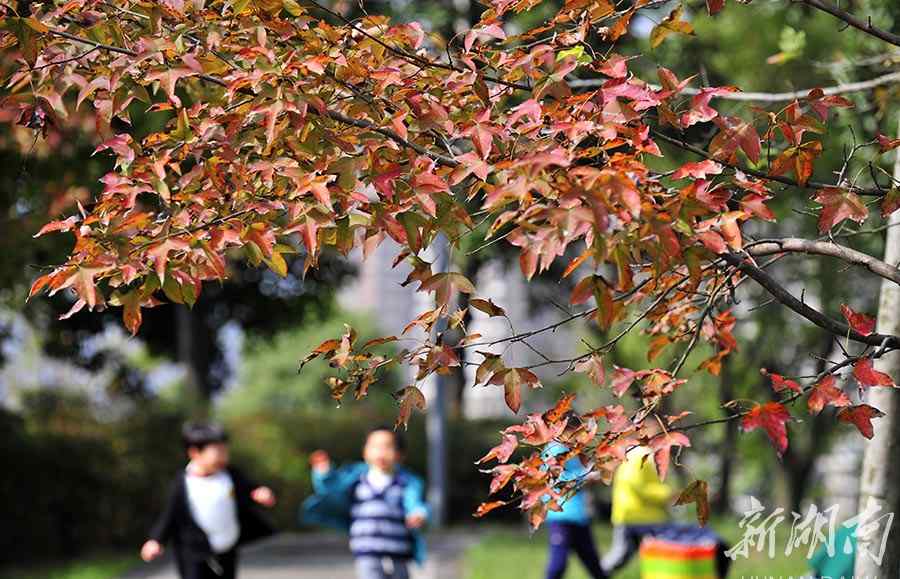 月湖公园 长沙月湖公园赏红叶