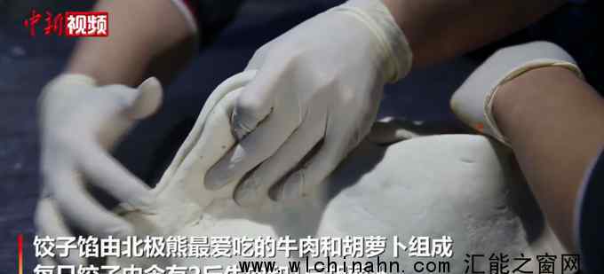 上海北极熊过年吃到4斤重大饺子 春节加餐了!