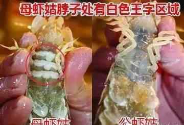 虾姑 鲜活虾蛄水煮后竟然变绿了 这样的虾姑还能吃吗