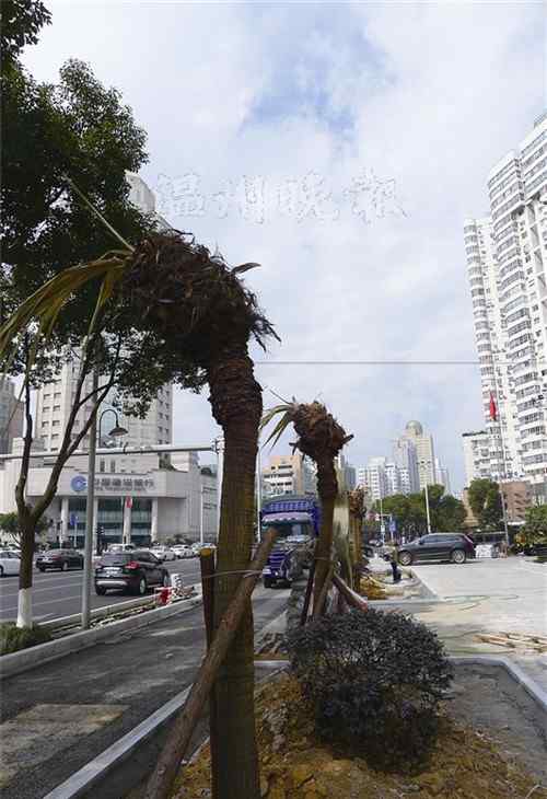 蒲葵树 车站大道7株蒲葵集体“秃头” 树又被挪死了吗？