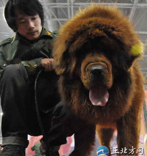 藏獒价值千万 藏獒价值千万 无序竞价成隐忧/图