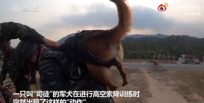 高空索降军犬抱紧特战队员胳膊 画面令人心疼又好笑