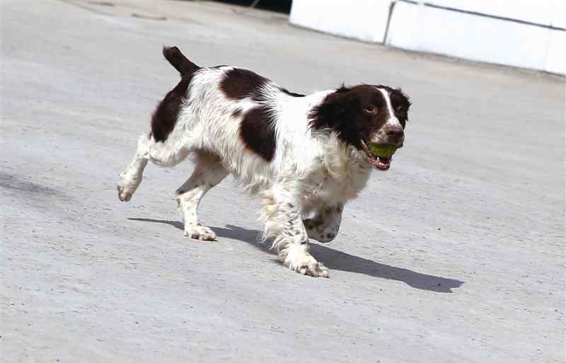 警犬卡儿 滴血寻凶屡破大案的警犬米粒：是神探犬也是功勋犬