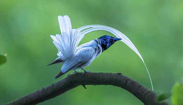 绶带鸟 白色绶带鸟首现温州 吸引众多“鸟人”拍摄
