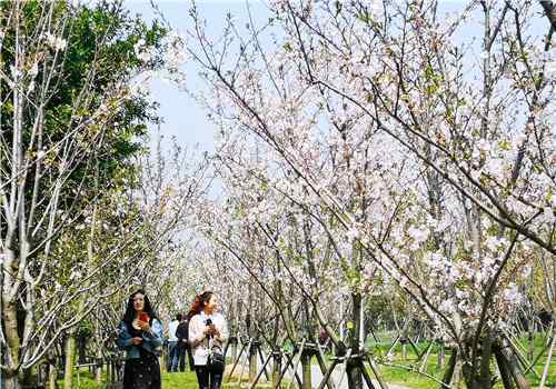 怒放 樱花怒放，游人如织  瓯江口十里樱花园，你打卡了吗？