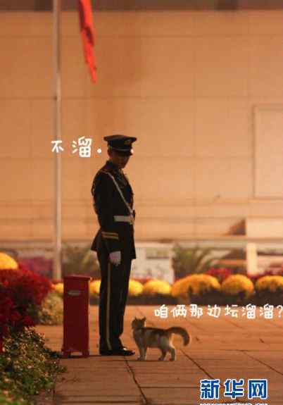 天安门喵星人 天安门喵星人PK执勤武警萌翻网友（组图）