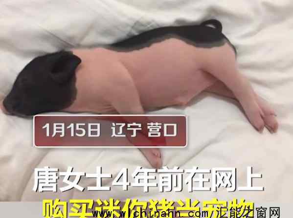 迷你宠物猪4年长成350斤大肥猪 为什么会这样