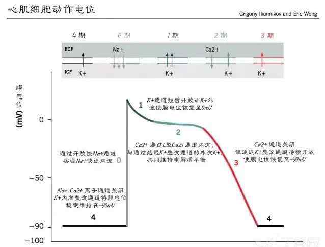 抗心律失常药 扒一扒 那些常见的抗心律失常药物