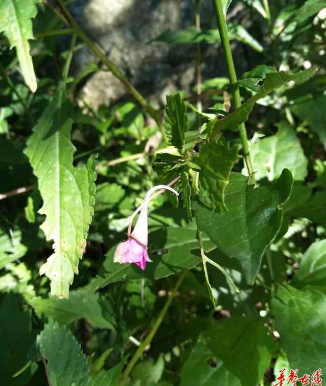 龙山脚下 涟源龙山寻“药王”足迹