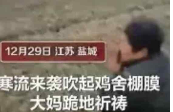 过半鸡苗被冻死大妈跪地祈祷 真相到底是怎样的？