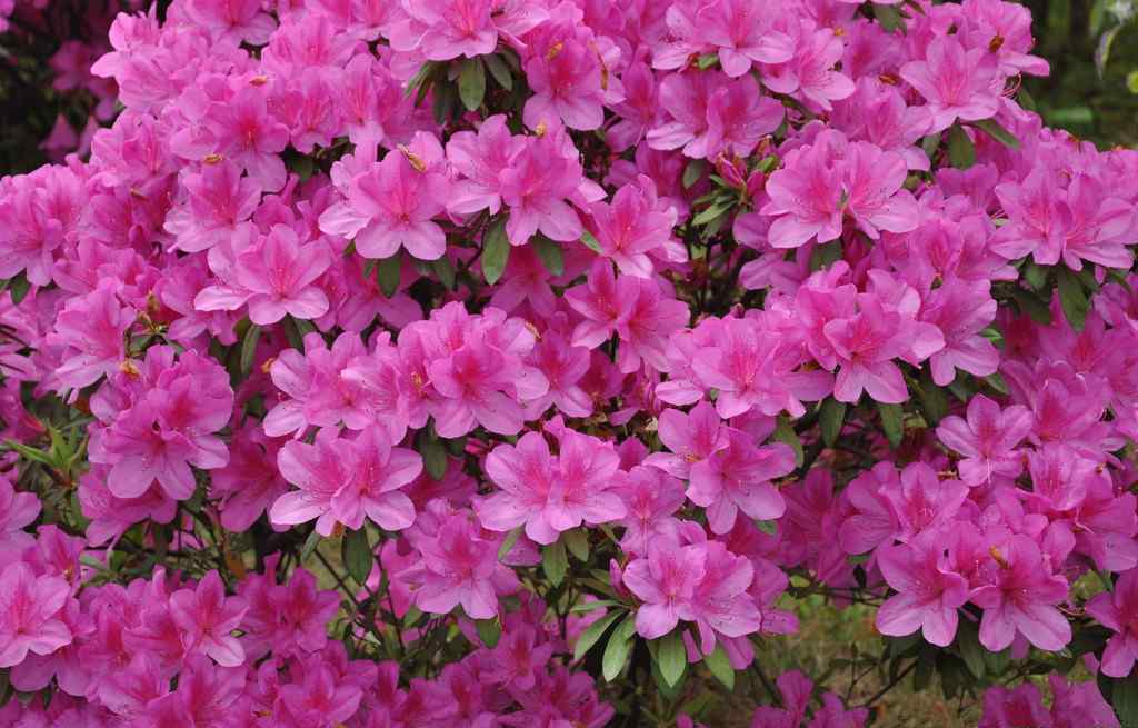 五月花开 五月花开 正是赏花好时节