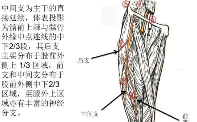 股外侧皮神经炎 股外侧皮神经炎概述
