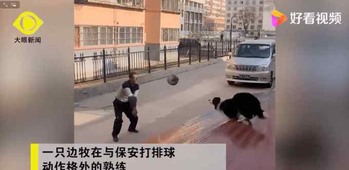 边牧打排球战胜保安