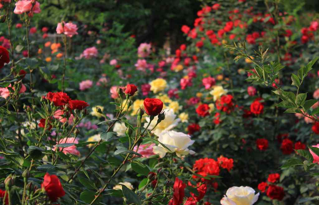 五月花开 五月花开 正是赏花好时节
