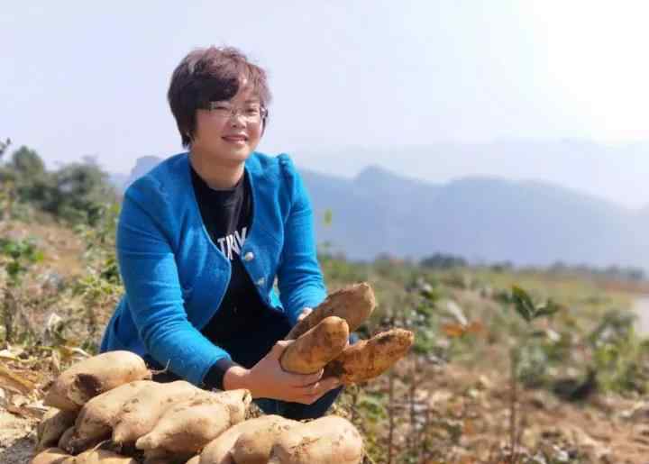 雪莲果怎么种植 80后姑娘邓雪莲的“雪莲果”经