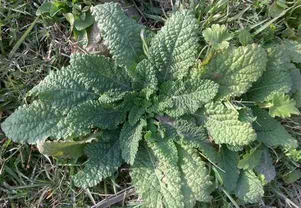 蛤蟆皮草的功效和作用 癞蛤蟆草的功效与作用