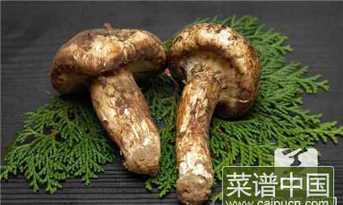 松茸的功效与禁忌 吃松茸的禁忌文章配图