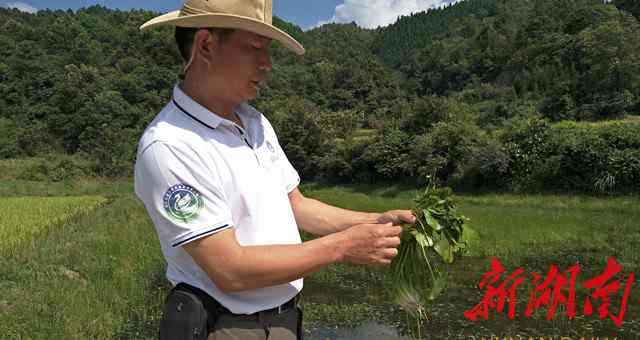冠果草 珍稀植物冠果草重现“江湖”