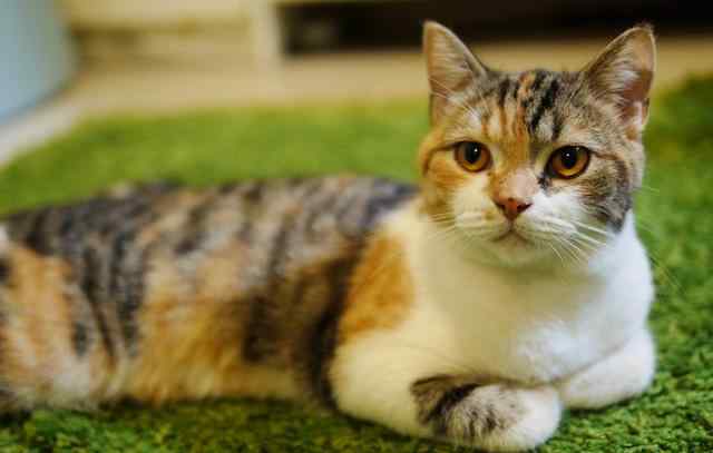 三毛猫 3万只才出现一只的三色公猫，拍出2000万天价，网友：我找猫去了文章配图