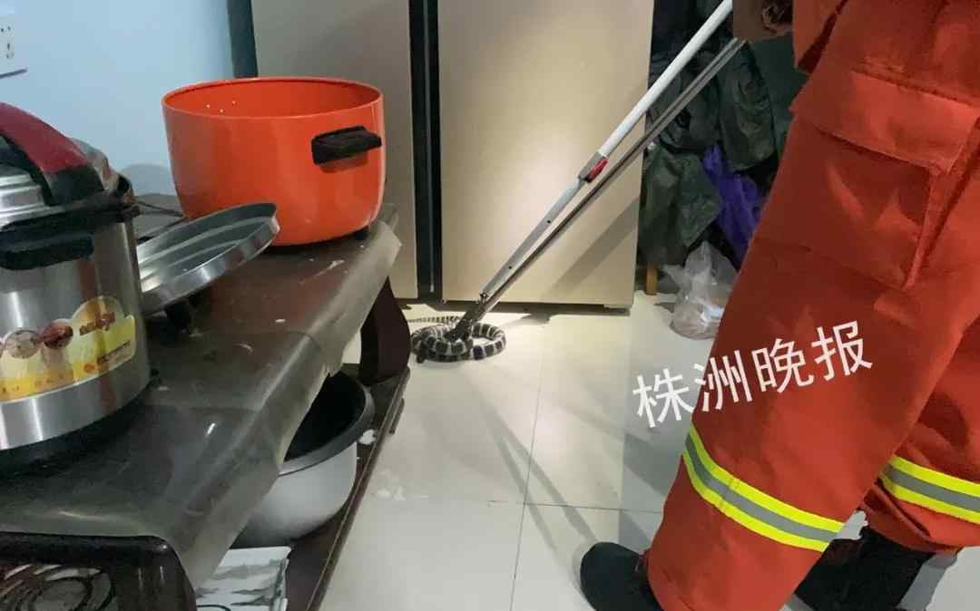 攸县窝里人 吓人！湖南居民家惊现剧毒银环蛇，1米多长！霸占饭厅！