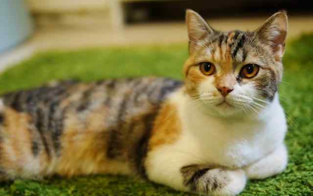 三毛猫 3万只才出现一只的三色公猫，拍出2000万天价，网友：我找猫去了