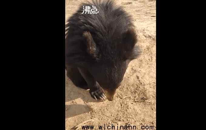 黑熊宝宝挑食被训低头不吭声 为什么会这样