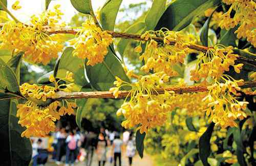 桂花什么时候开 杭州桂花什么时候开？ 2016杭州西湖桂花节时间、地点