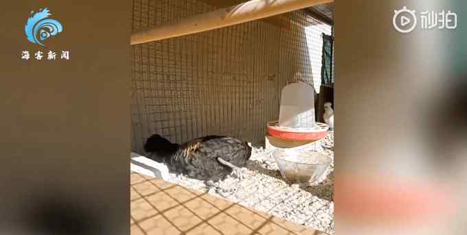 公鸡一口气打鸣16秒直到当场昏倒才作罢 主人拍下一幕笑疯
