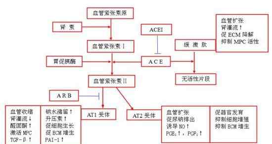 血管紧张素2受体拮抗剂 什么是血管紧张素Ⅱ受体拮抗剂、作用机制和特点、如何选择使用