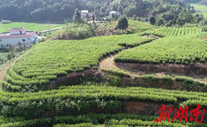 黄金茶 黄金茶里有“黄金”