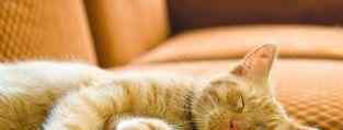 猫睡觉打呼噜 猫咪睡觉会打呼噜吗？发出“咕噜噜”的声音是为什么？文章配图
