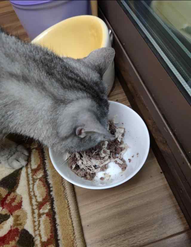 给猫咪做鸡胸肉的方法 猫咪鸡胸肉当主食，猫粮为辅可以吗？