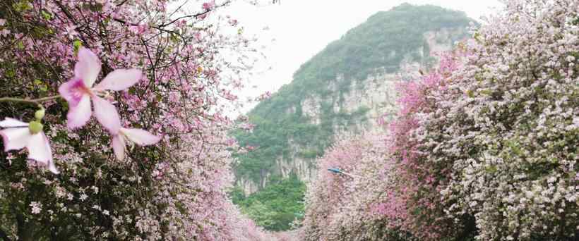 柳州紫荆花 2020年柳州紫荆花开放，龙城美景任你遨游，体验不一样的春天气息