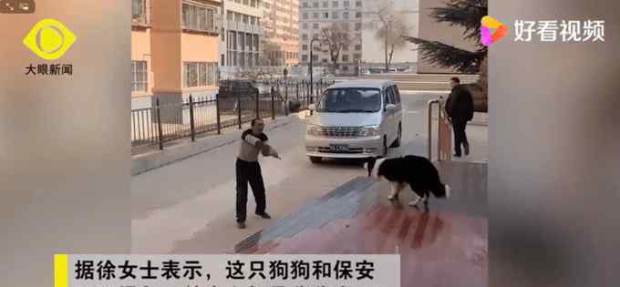 边牧打排球战胜保安