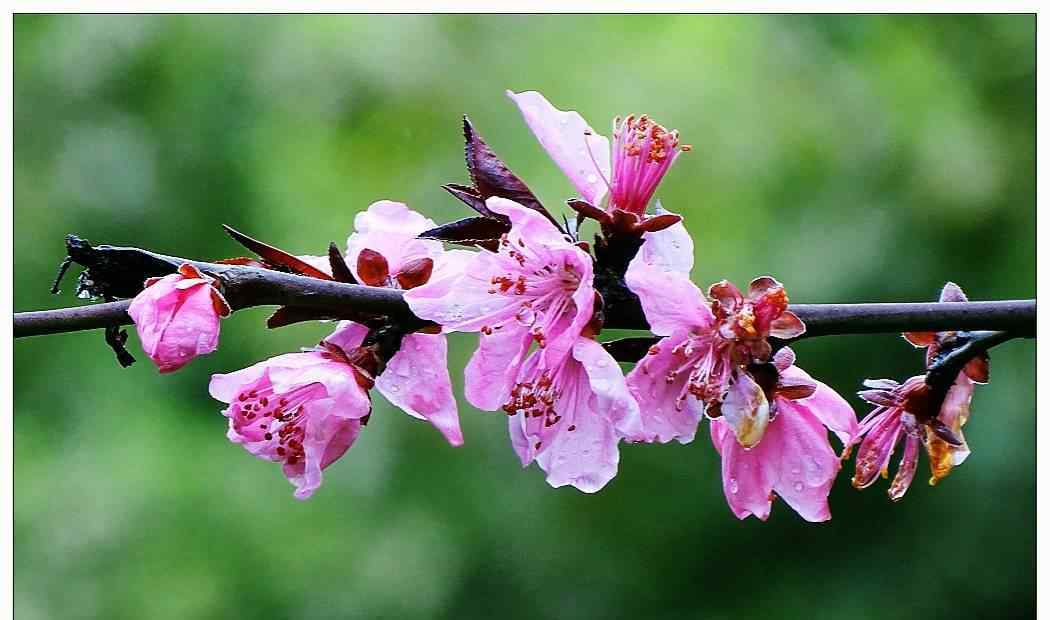 春分桃花开 春分时节桃花开