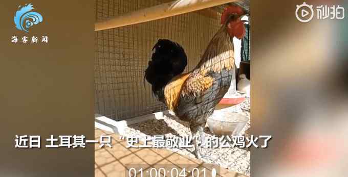 公鸡一口气打鸣16秒直到当场昏倒才作罢 主人拍下一幕笑疯