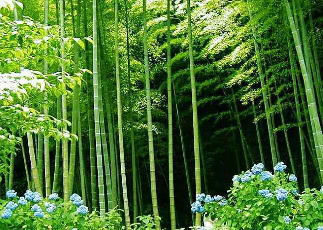 5月19日旅游日 5月19日"约惠"中国旅游日 湖南这些景区全免费!