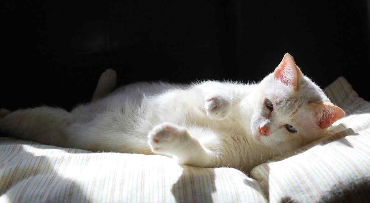 长期挨打的猫 长期挨打的猫会疯吗