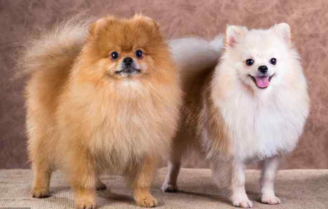 英系博美价格 英系和美系博美犬，傻傻分不清楚，现在告诉你它们的区别！