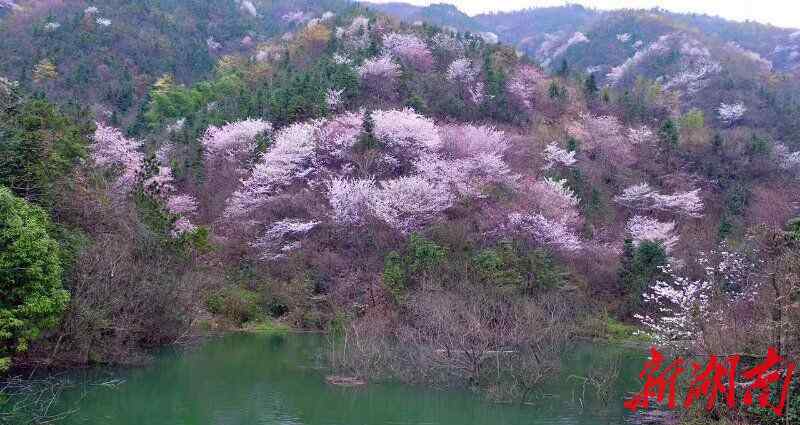 惊艳乡村 临湘万亩野樱花惊艳乡村